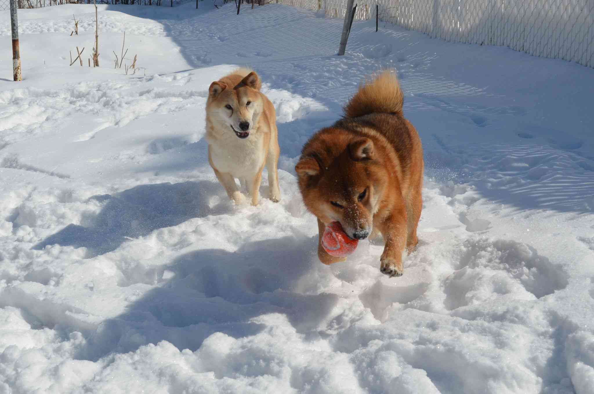 Dolphin (left) and Whale (right) chasing an orange ball in the snow